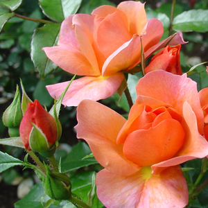 Floribunda ruže - Ruža - Aprikola® - 